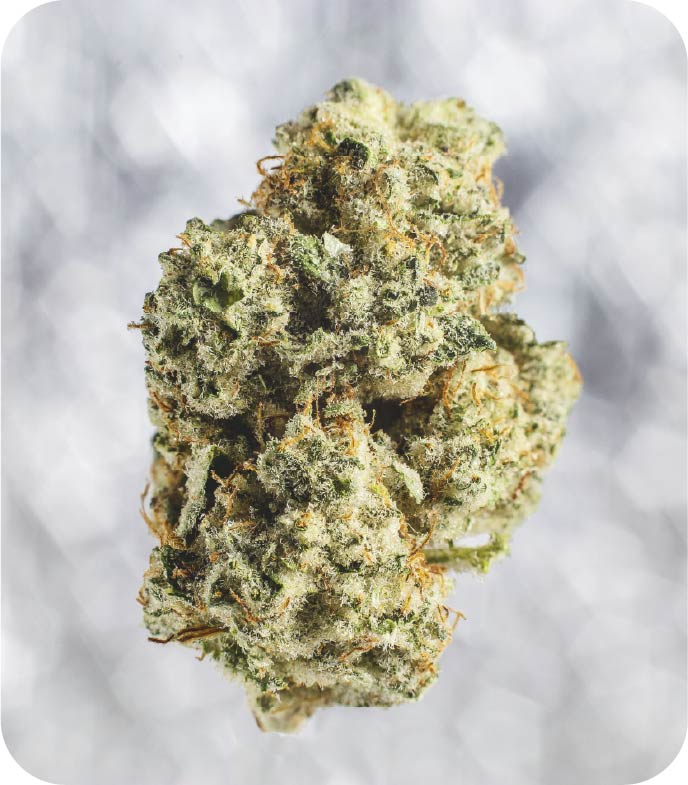 Cannabis leaves